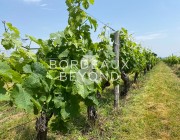 GIRONDE SAINT EMILION Vinyards for sale